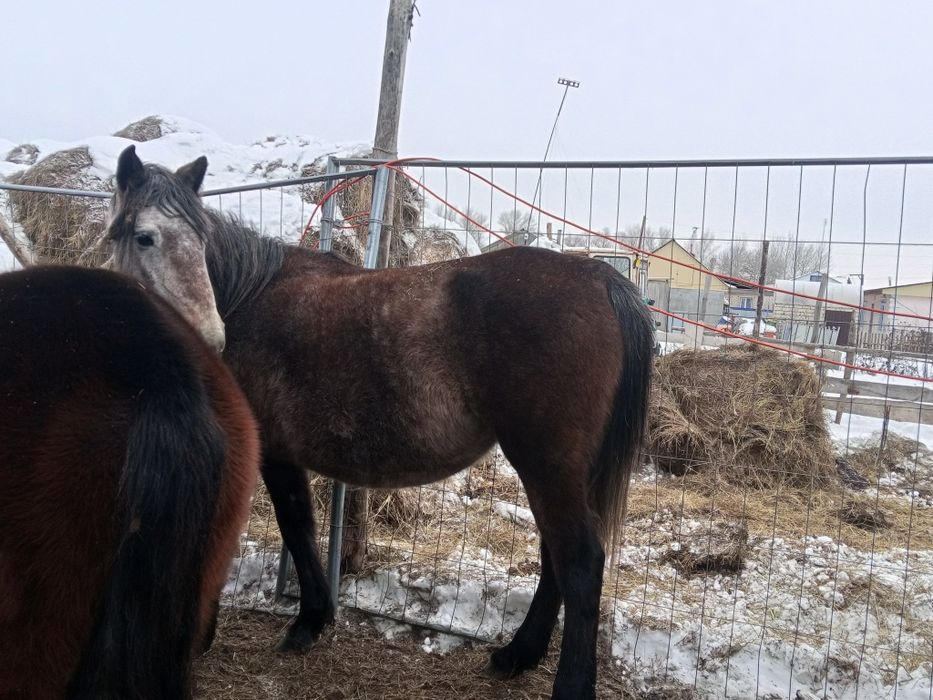 Продается кабыла