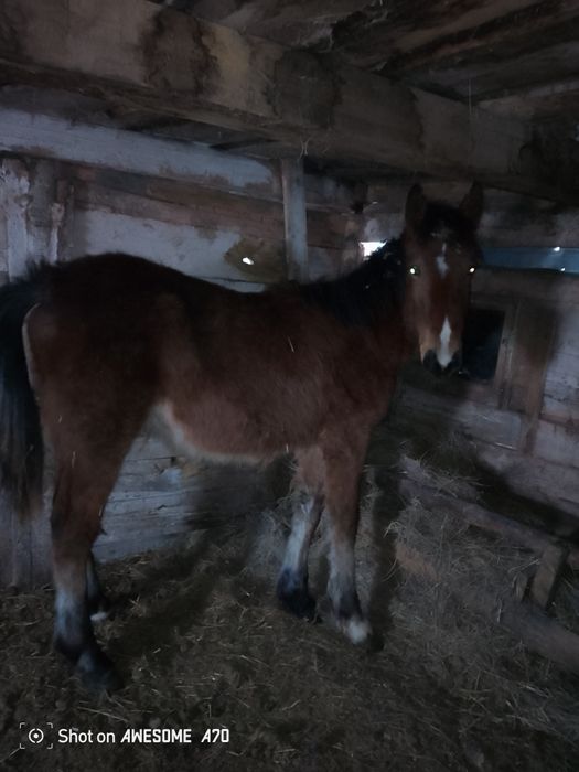 Продам жеребчик крупный порода цена 360