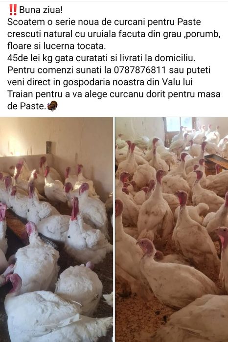 Curcani crescuti natural