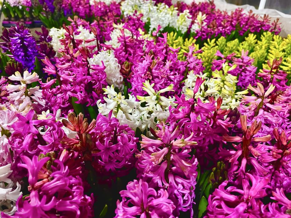 Зюмбюл за 8-ми март