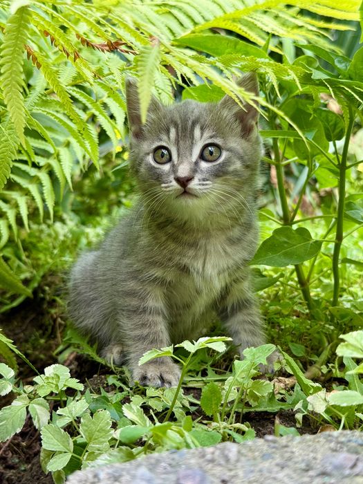 Котята и кошка ищут дом!