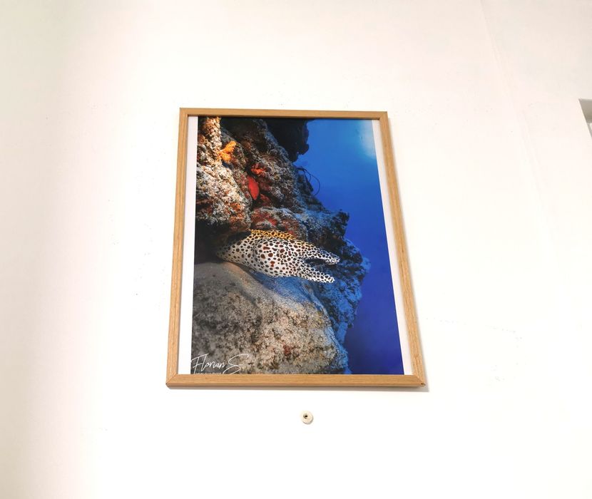 Tablou imagini subacvatice rechini corali 40x30cm