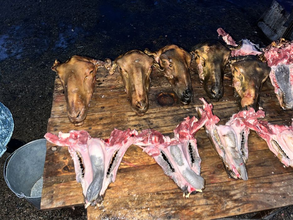 Продаю боранью голову