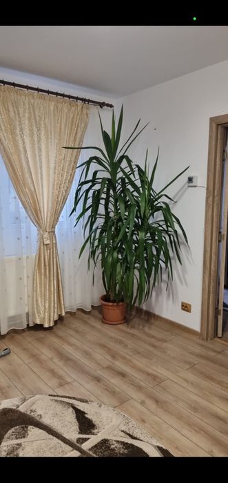 Palmier Yuka ornamental