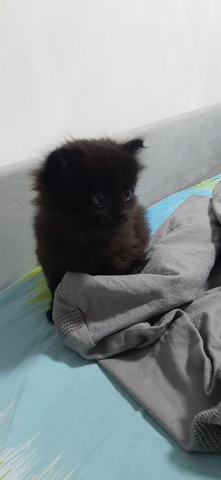 Отдам котиков бесплатно.