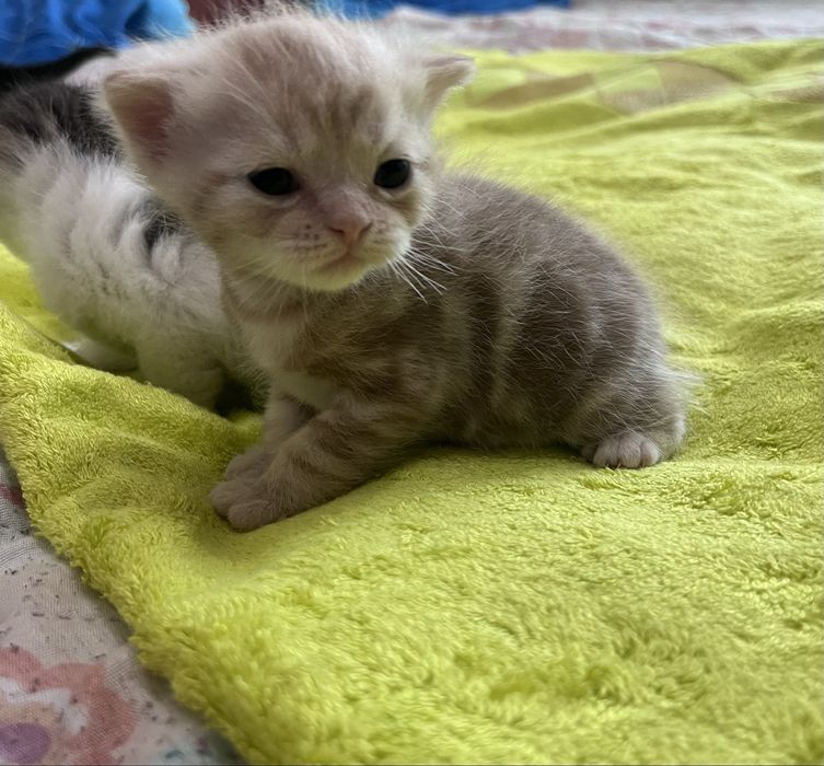 открываем бронь на шотландских котят