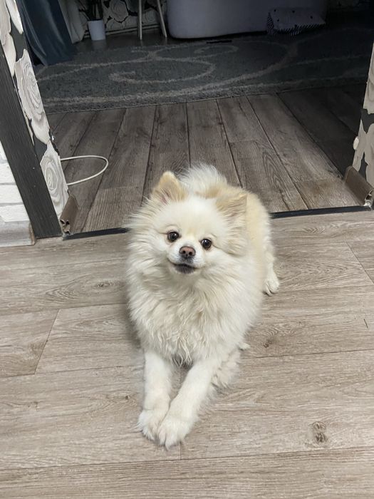 Продам шпится кабеля ему около 2 лет