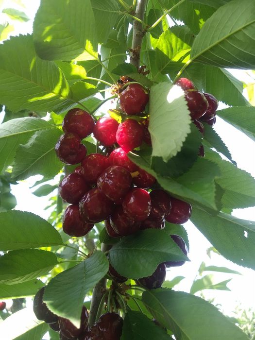 24 сотых уй жой сотлади