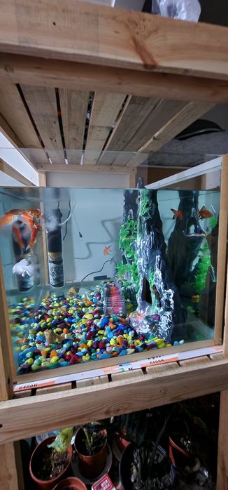 Akvarum sotiladi baliqlari bilan