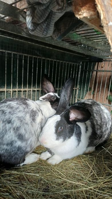 iepuri hylcoe francez