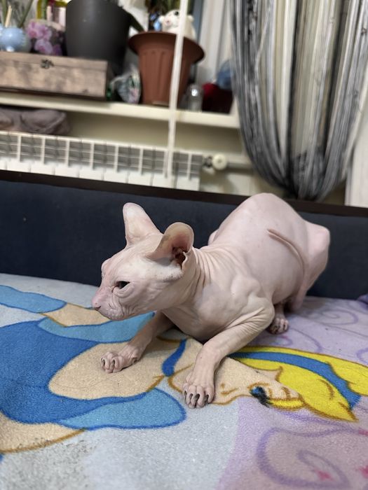 Канадский сфинкс-кошка