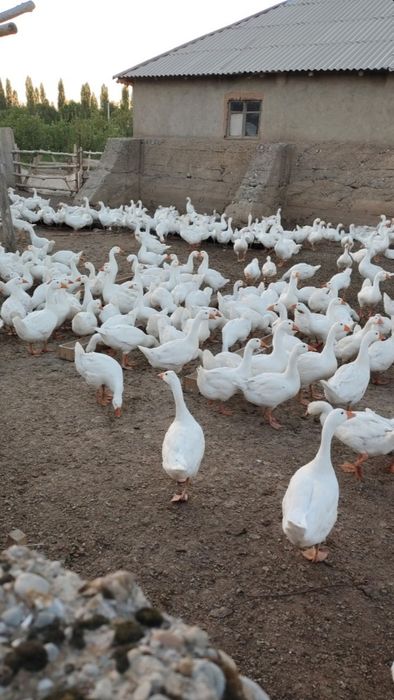 Қаздар сатылады.