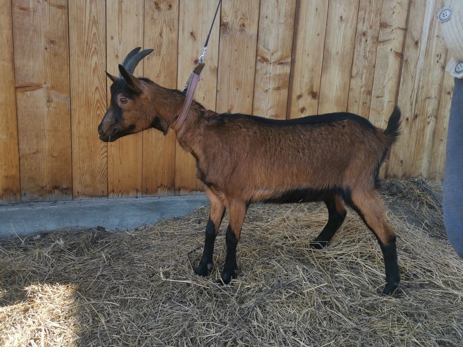 Vand capre metisate alpina franceza