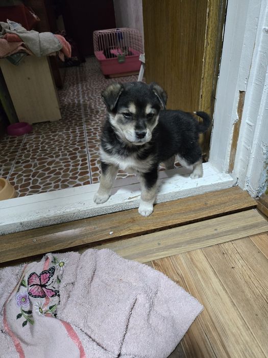 Продам не дорого