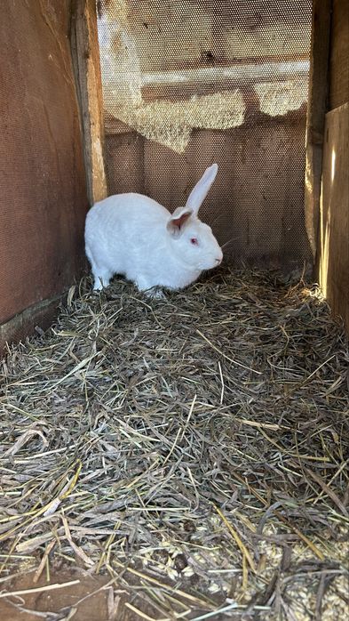 Кролики Самцы Великаны