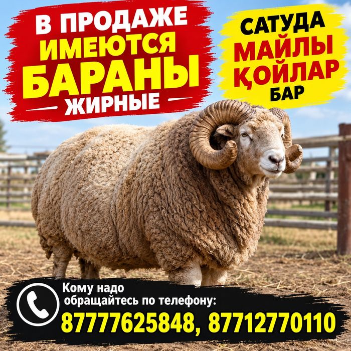 Продам Баран , кой сатылады