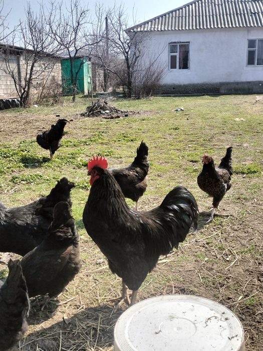 Қораз бір жылдық петух