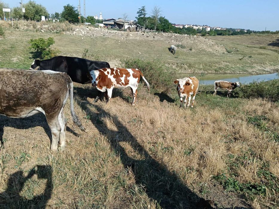 Vând Vaci și Viței din Iași, Belcești