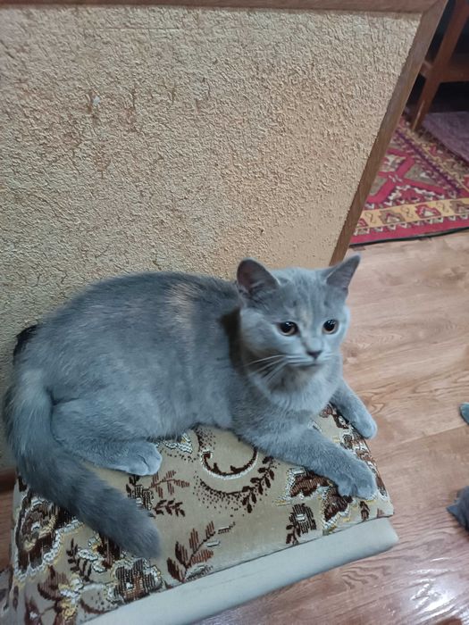 Вислоухие котята