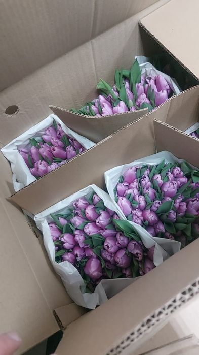 Тюльпаны розница 690 тенге