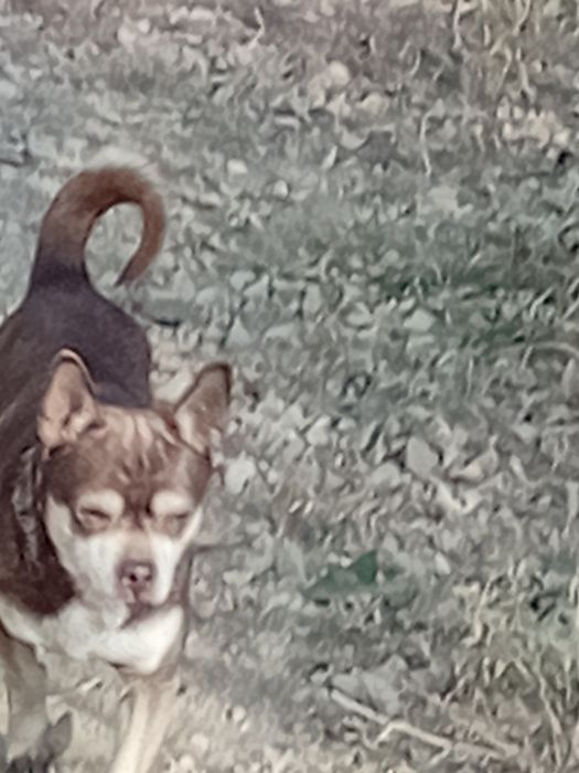 Найден пёсик похож на чихуахуа