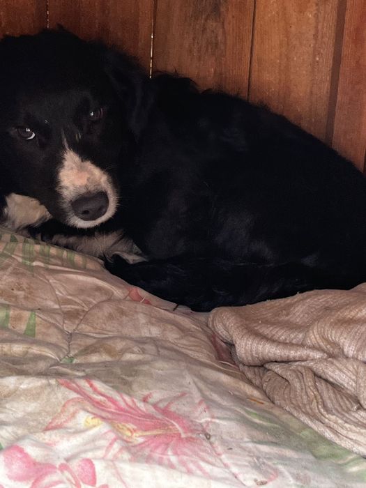 Отдам щенков в хорошие руки