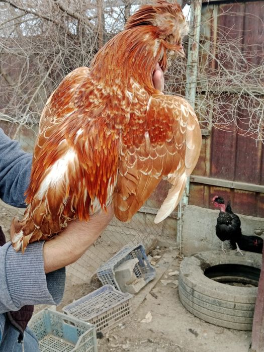 Продам петух Карликовый Падуан