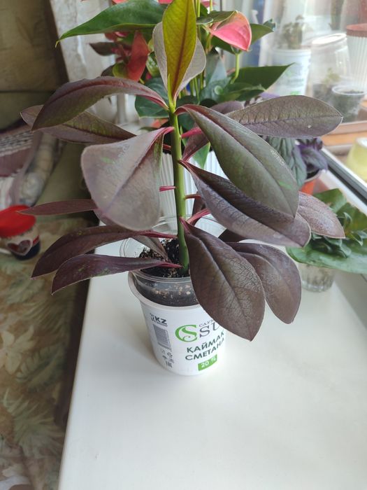 Продам синадениум