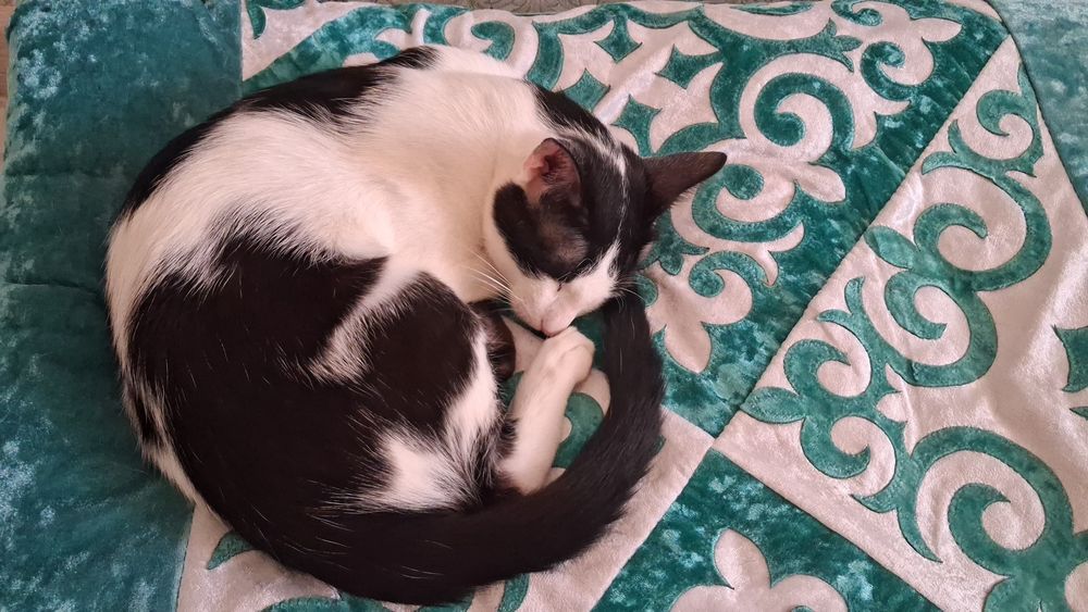 Отдам кота хорошие руки