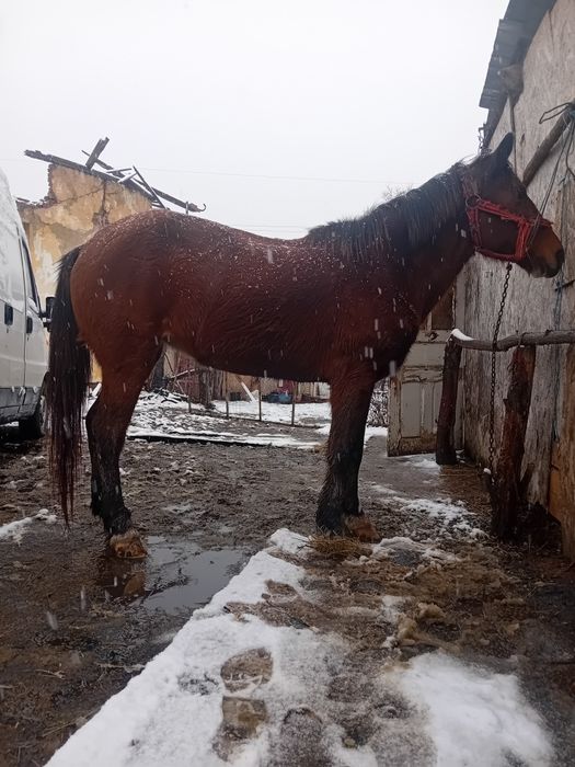 Vand iapa 8 ani forte cuminte