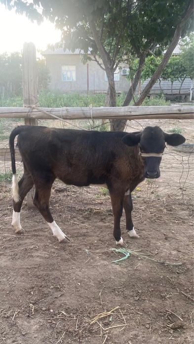 Бұзаулы сиыр сатылады