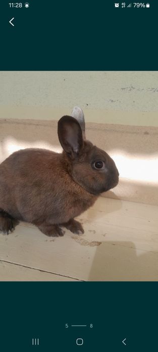 Quyon bolasi 3 oylik