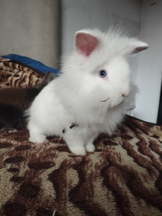 Iepurași pufoși mici și mari