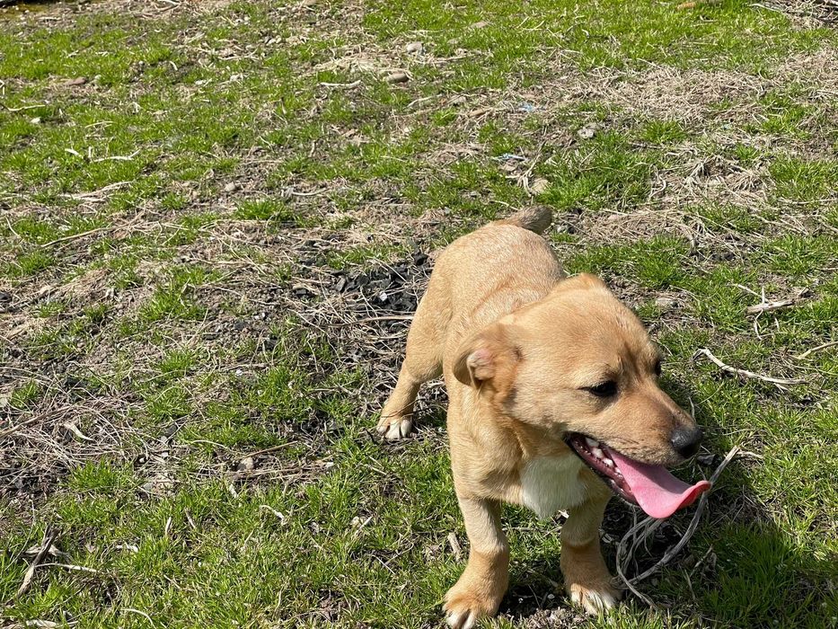 Donatie catei rasa comuna talie mica