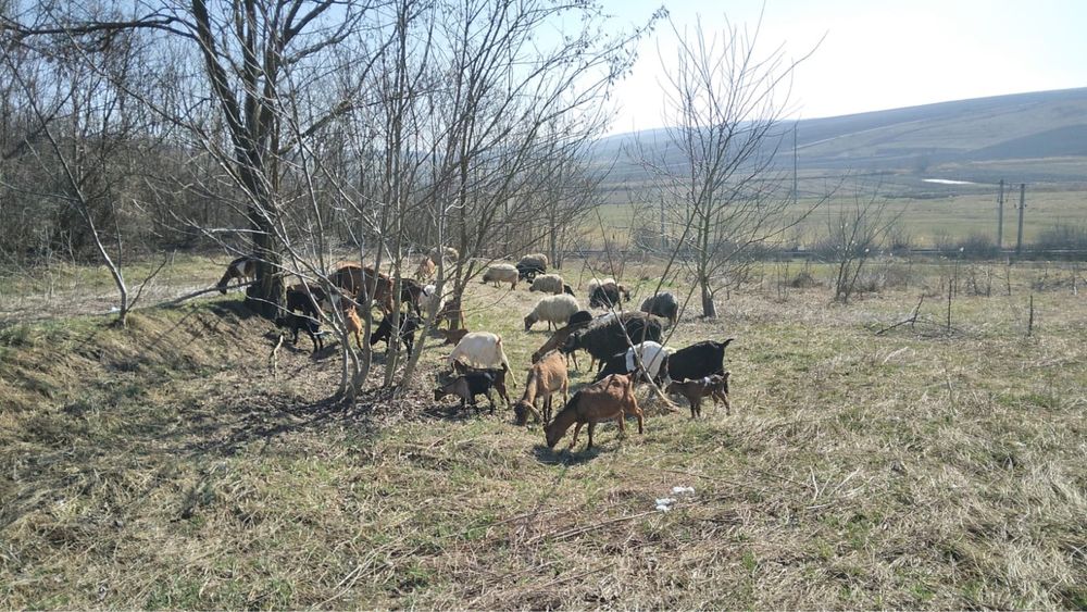 Capre de vanzare si oi
