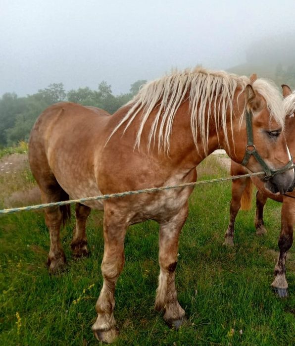 Vând armăsar de 9 luni