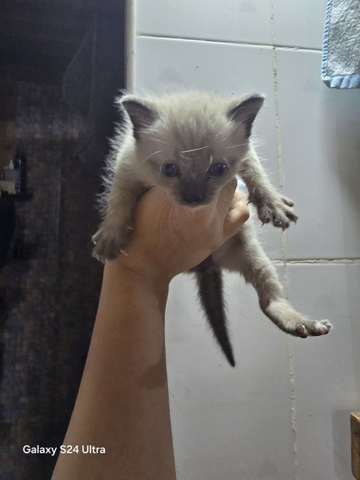 Красивые котята бесплатно!!!
