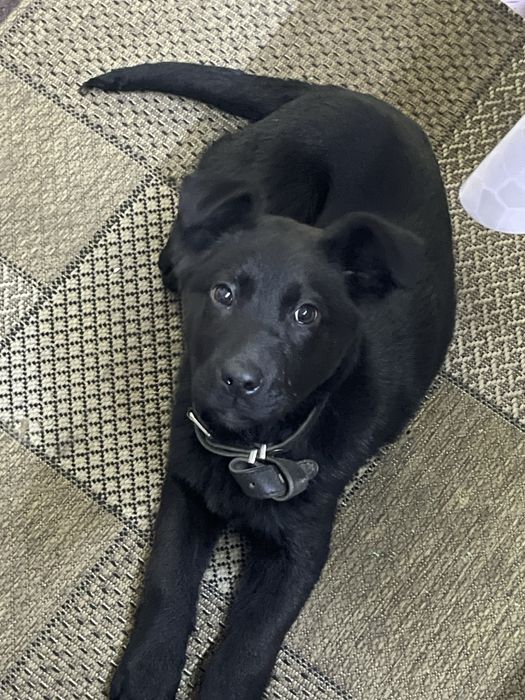 Метис овчарки девочка