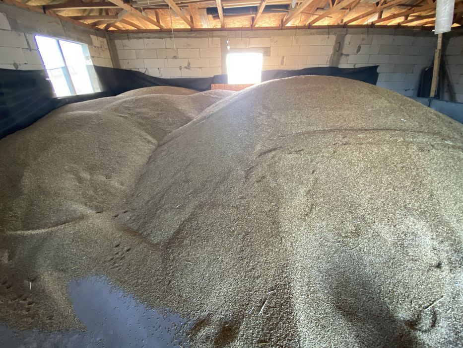 Orz de vânzare-Producție 2025