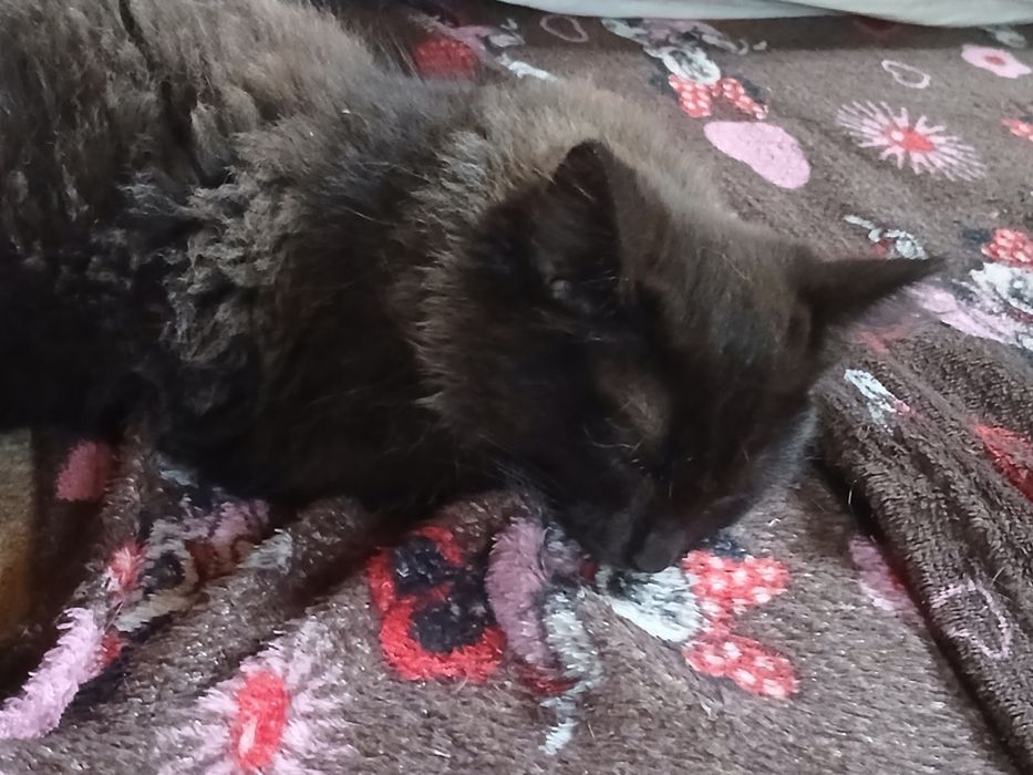 Отдаём котят в хорошие руки.