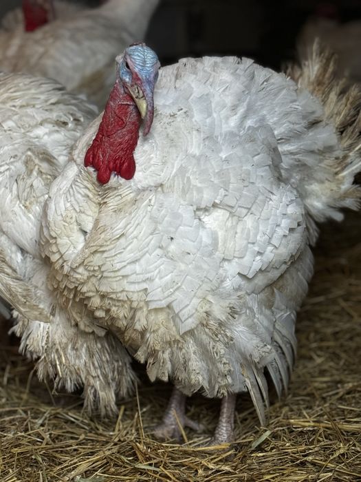 DIRECT DIN HALA! Pui de curca, 2,8-3 kg rasa grea (ating 30 kg)