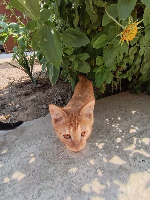 Отдам котят в хорошие руки