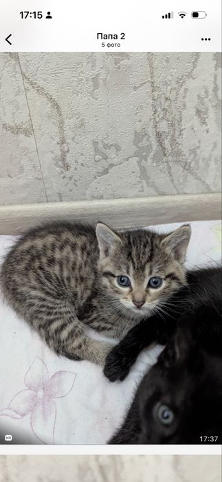 Ласковые Котята 1.5 мес