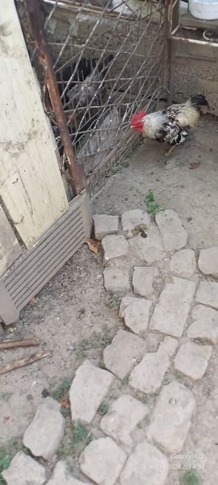 Хонаки хуроз сотилади.