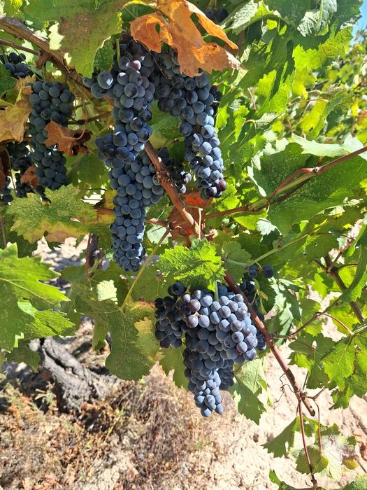 Продавам грозде Мерло, Мавруд, Ркацители – Реколта 2025