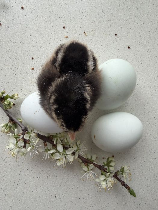 Суточные цыплята Легбар