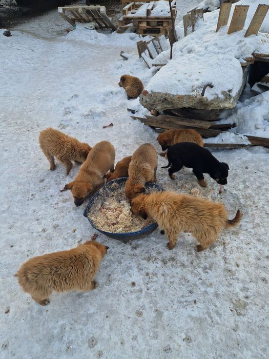 Щенки ищут дом или передержку