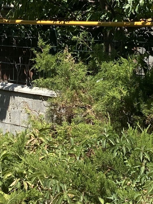 Туя , хвойные растения