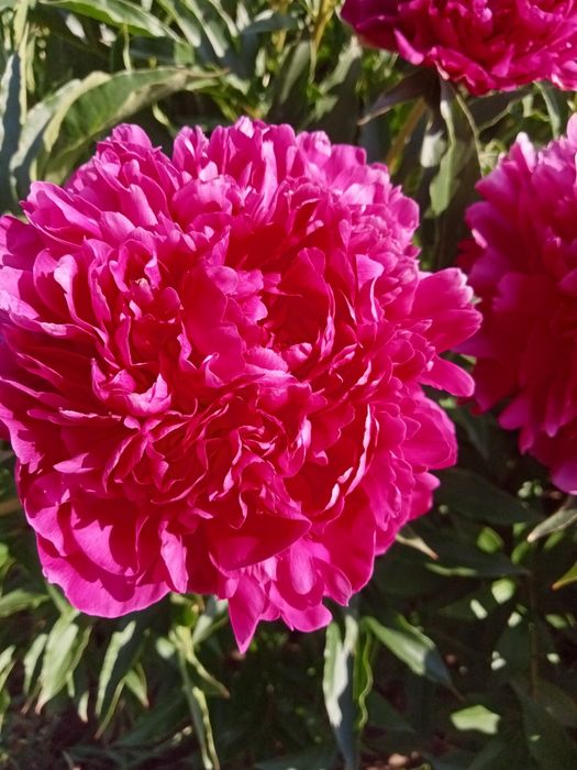 Продам  пионы трёх сортов