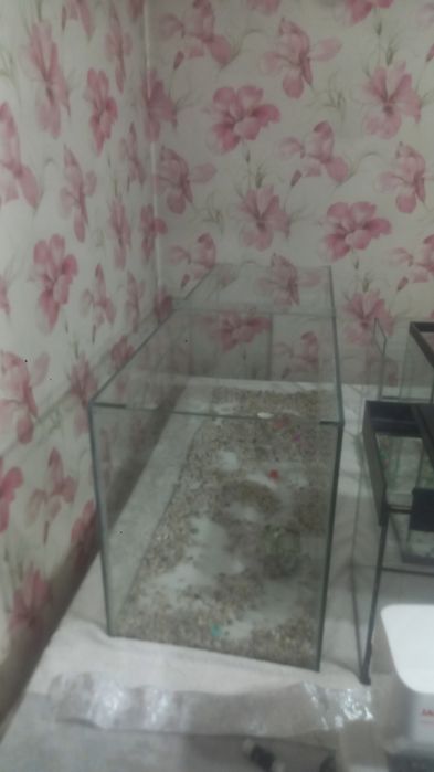 Рыбки аквариумные